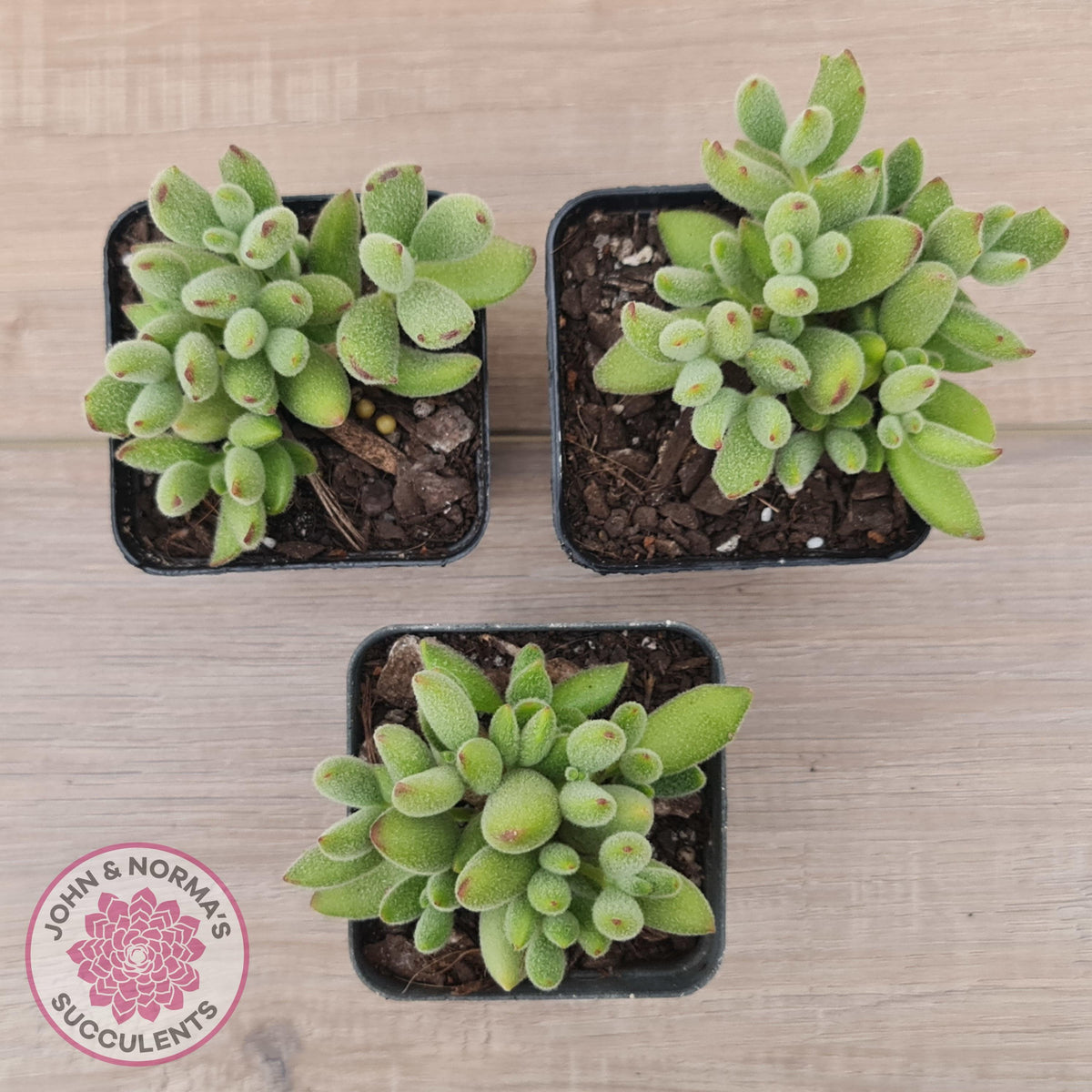 Cotyledon tomentosa ladismithiensis 'Kitten's Paws'