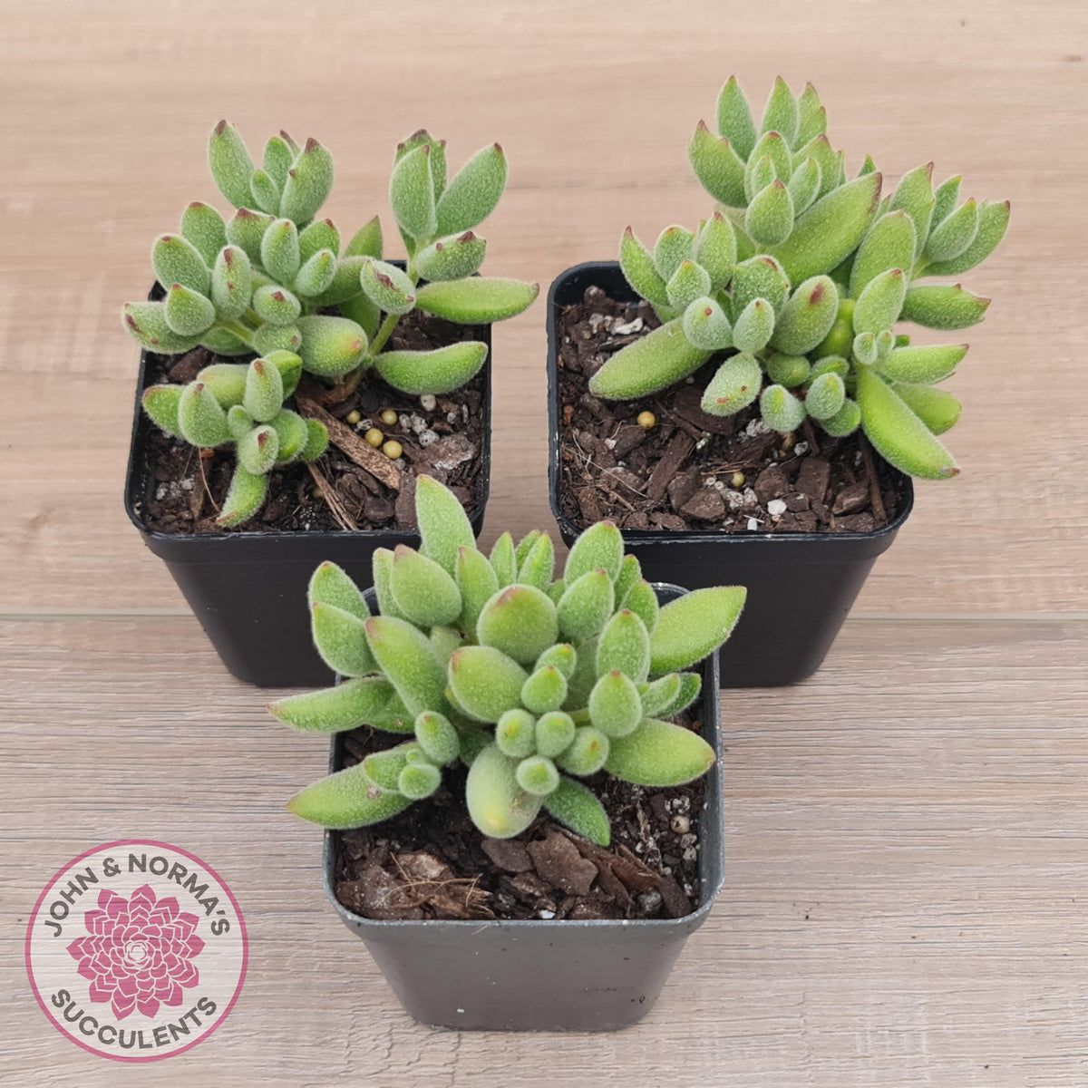 Cotyledon tomentosa ladismithiensis 'Kitten's Paws'