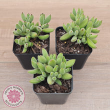 Load image into Gallery viewer, Cotyledon tomentosa ladismithiensis 'Kitten's Paws' - John & Norma's Succulents Australia