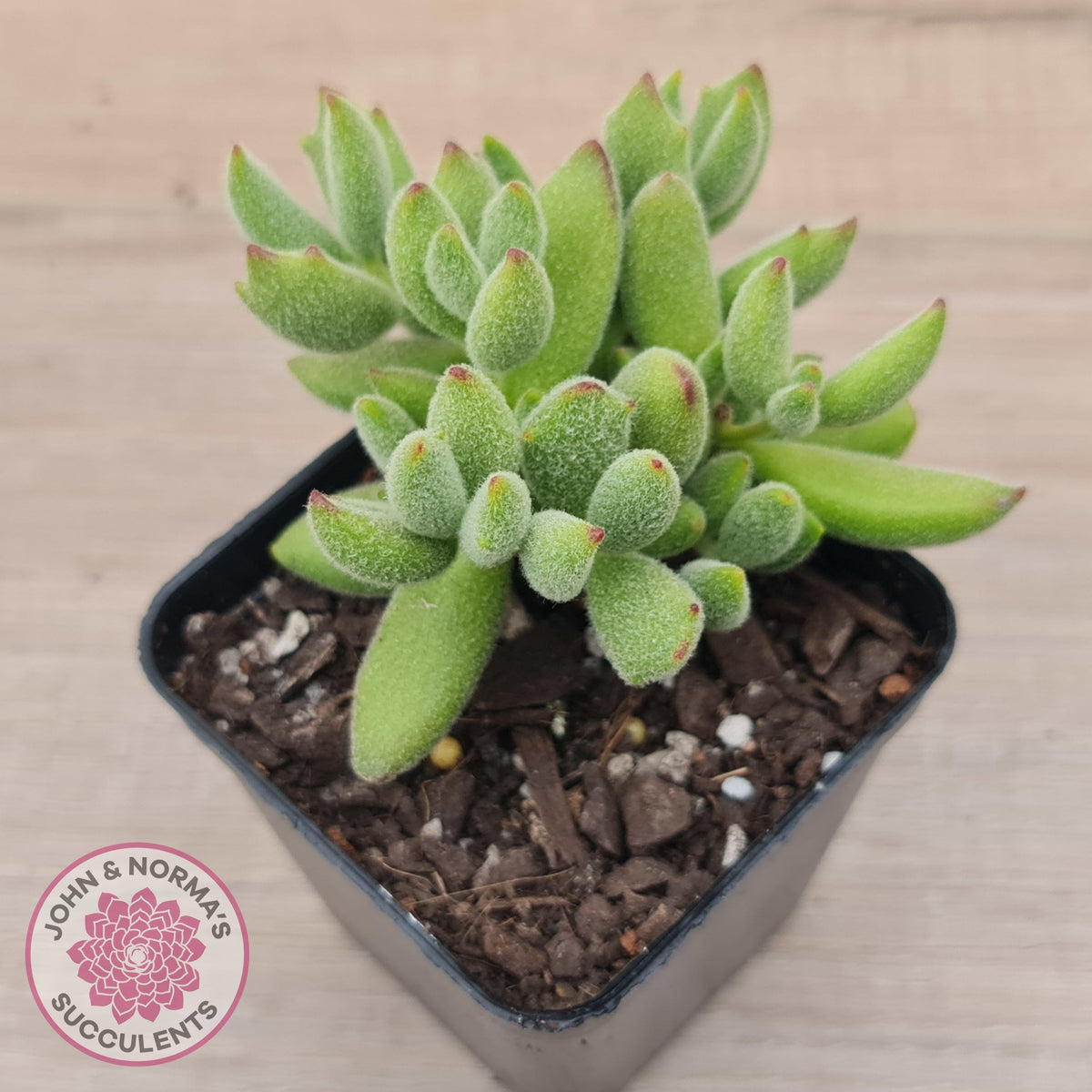 Cotyledon tomentosa ladismithiensis 'Kitten's Paws'