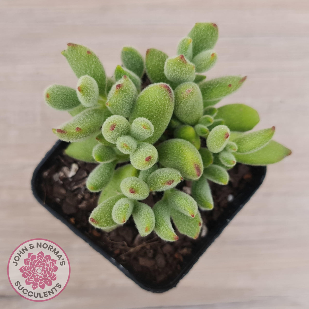 Cotyledon tomentosa ladismithiensis 'Kitten's Paws'