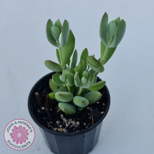 Load image into Gallery viewer, Cotyledon woodii - Silver form