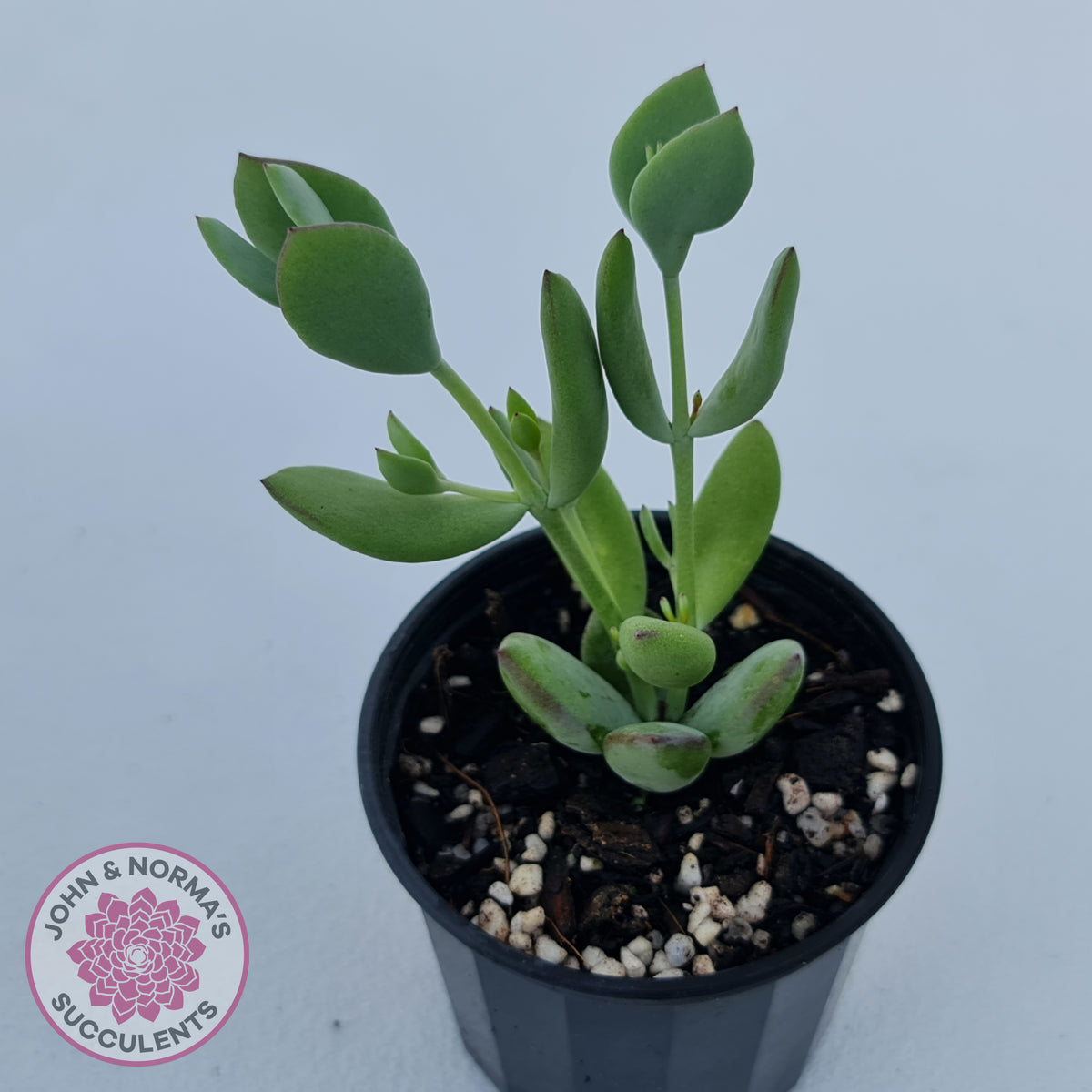 Cotyledon woodii - Silver form
