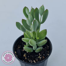 Load image into Gallery viewer, Cotyledon woodii - Silver form