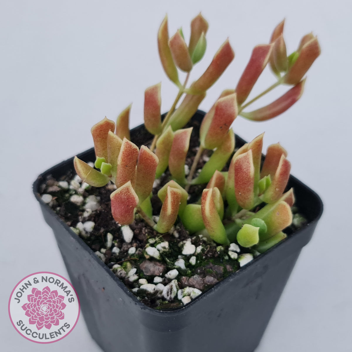 Cotyledon Papillaris 'String Form'