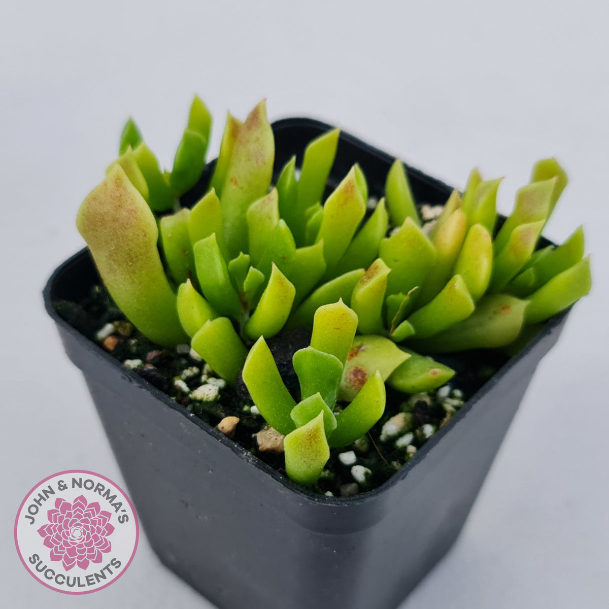 Cotyledon Papillaris 'String Form'