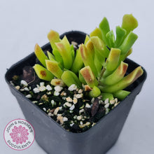 Load image into Gallery viewer, Cotyledon Papillaris 'String Form'