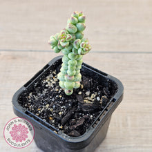Load image into Gallery viewer, Crassula 'Baby Surprise'