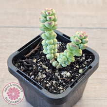 Load image into Gallery viewer, Crassula 'Baby Surprise'