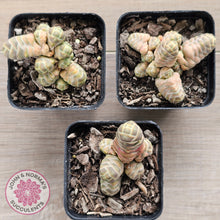 Load image into Gallery viewer, Crassula 'Barklyi'