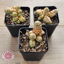 Load image into Gallery viewer, Crassula 'Barklyi'