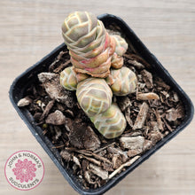 Load image into Gallery viewer, Crassula 'Barklyi'