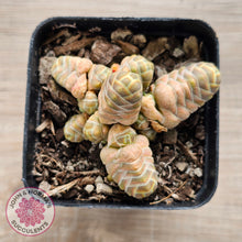 Load image into Gallery viewer, Crassula 'Barklyi'