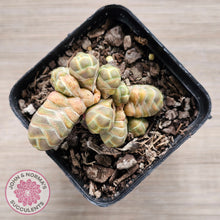 Load image into Gallery viewer, Crassula 'Barklyi'