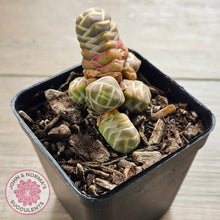 Load image into Gallery viewer, Crassula 'Barklyi'