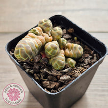 Load image into Gallery viewer, Crassula 'Barklyi'