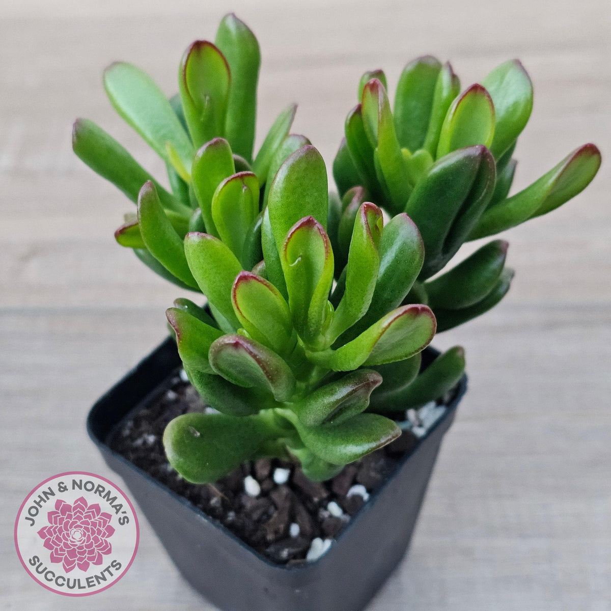 Crassula Convoluta