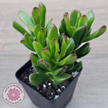 Load image into Gallery viewer, Crassula Convoluta