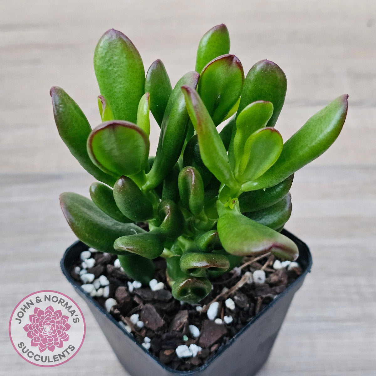 Crassula Convoluta