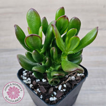 Load image into Gallery viewer, Crassula Convoluta - John & Norma's Succulents Australia