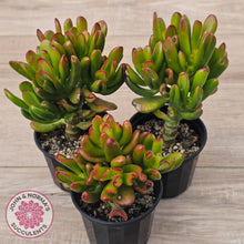 Load image into Gallery viewer, Crassula Convoluta