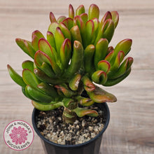 Load image into Gallery viewer, Crassula Convoluta
