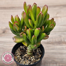 Load image into Gallery viewer, Crassula Convoluta