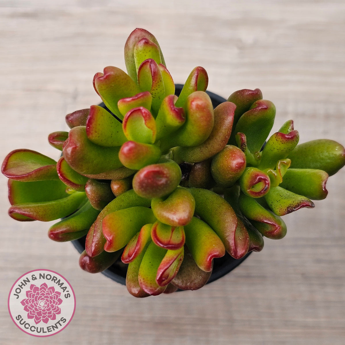 Crassula Convoluta