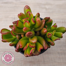 Load image into Gallery viewer, Crassula Convoluta
