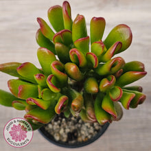 Load image into Gallery viewer, Crassula Convoluta