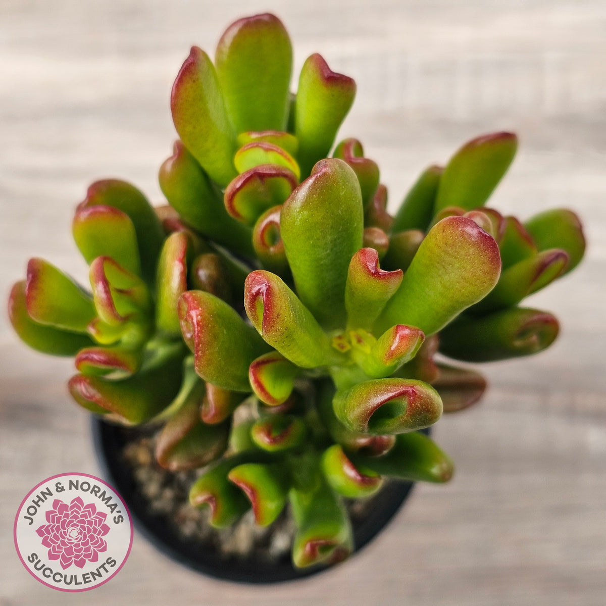Crassula Convoluta