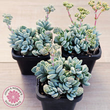 Load image into Gallery viewer, Crassula 'Coralita'