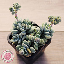 Load image into Gallery viewer, Crassula 'Coralita'