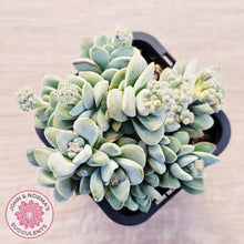 Load image into Gallery viewer, Crassula 'Coralita'