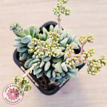 Load image into Gallery viewer, Crassula 'Coralita'