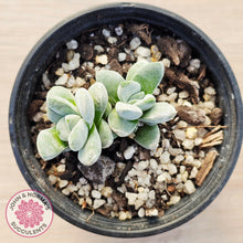 Load image into Gallery viewer, Crassula 'Coralita'