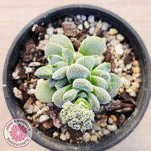 Load image into Gallery viewer, Crassula 'Coralita'