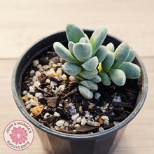 Load image into Gallery viewer, Crassula 'Coralita'
