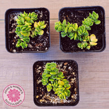 Load image into Gallery viewer, Crassula lanuginosa var. pachystemon 'David' Variegated
