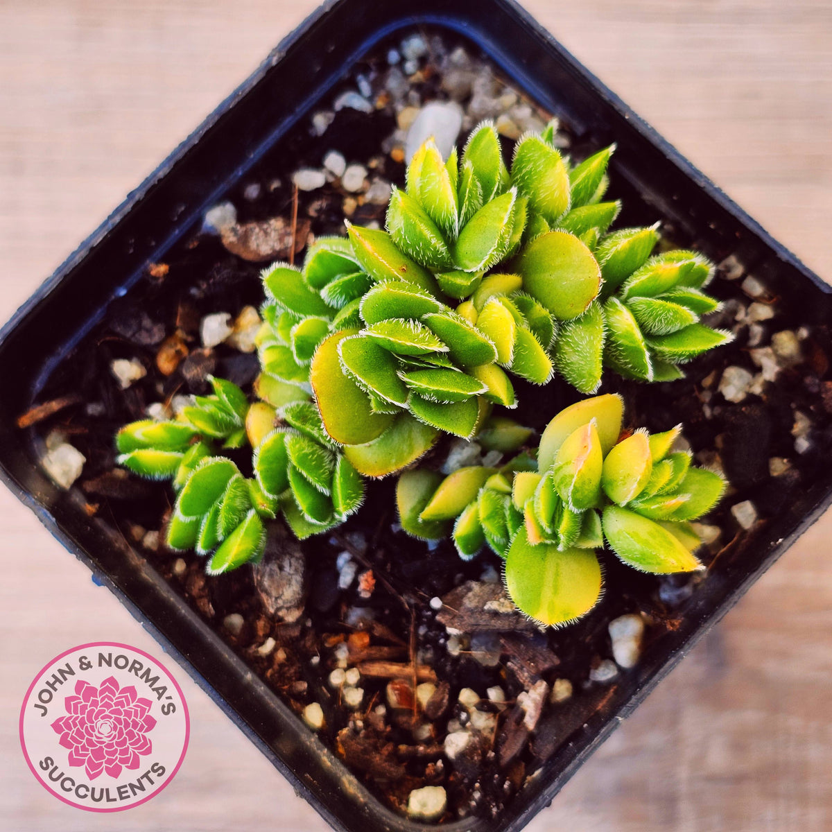 Crassula lanuginosa var. pachystemon 'David' Variegated