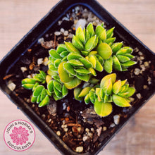 Load image into Gallery viewer, Crassula lanuginosa var. pachystemon 'David' Variegated
