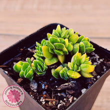 Load image into Gallery viewer, Crassula lanuginosa var. pachystemon 'David' Variegated