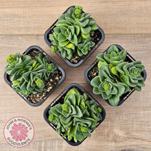 Load image into Gallery viewer, Crassula 'Emerald'
