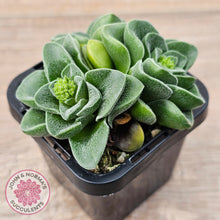 Load image into Gallery viewer, Crassula 'Emerald'