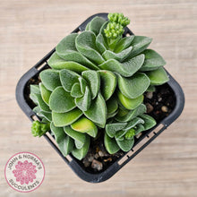 Load image into Gallery viewer, Crassula 'Emerald'