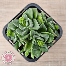 Load image into Gallery viewer, Crassula 'Emerald'