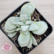 Load image into Gallery viewer, Crassula 'Fallwood'