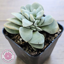 Load image into Gallery viewer, Crassula 'Fallwood'