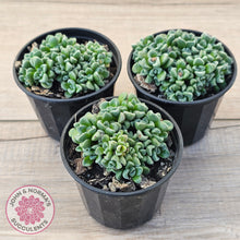 Load image into Gallery viewer, Crassula Fernwood
