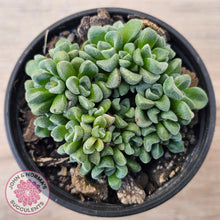 Load image into Gallery viewer, Crassula Fernwood